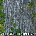 NadiaBARUCH(CRPFYonne)-détail écorce chêne rouvre photo41.jpg