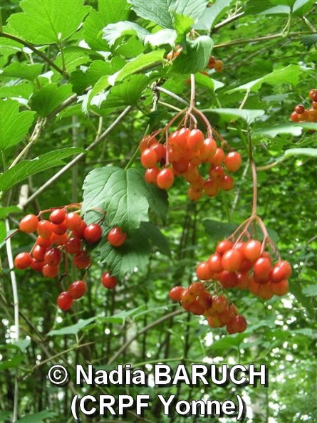 NadiaBARUCH(CRPFYonne)-feuilles et fruits de le viorne obier.jpg