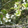 NadiaBARUCH(CRPFYonne)-merisier en fleur.jpg