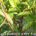 NadiaBARUCH(CRPFYonne)-nid de chardonneret dans pêcher planté en2007.jpg