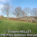 Violaine-MELLET_CPIE-Pays-Autunois_Tas de bois.jpg