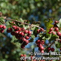 Violaine-MELLET_CPIE-Pays-Autunois_St-Point_26.jpg