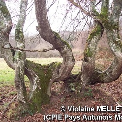 Violaine MELLET