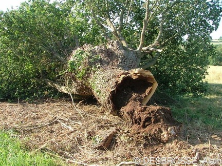 Vieil arbre remarquable abattu