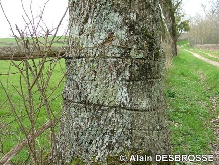 Cicatrice de clôture barbelée dans tronc de chêne