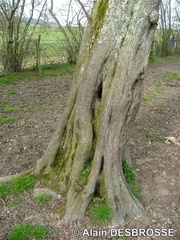 Cavité dans un tronc d'arbre