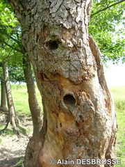 Cavités dans arbre creux