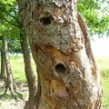 Les-Bizots_Alain-Desbrosse_Mai07_88.jpg