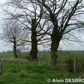 Les-Bizots_Alain-Desbrosse_Mars07_58.jpg