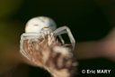Araignée Thomise blanche