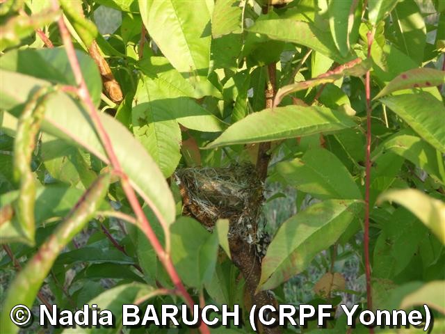 NadiaBARUCH(CRPFYonne)-nid de chardonneret dans pêcher planté en2007.jpg