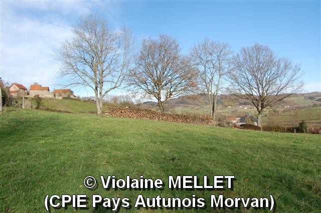 Violaine-MELLET_CPIE-Pays-Autunois_Tas de bois.jpg