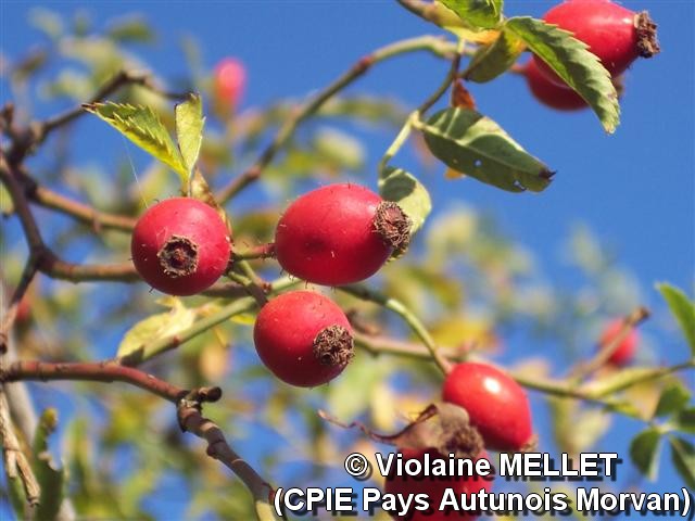 Violaine-MELLET_CPIE-Pays-Autunois_1.jpg