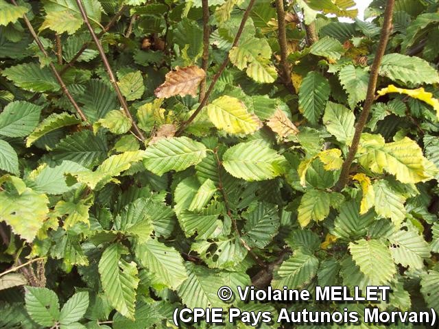 Violaine-MELLET_CPIE-Pays-Autunois_charme.jpg