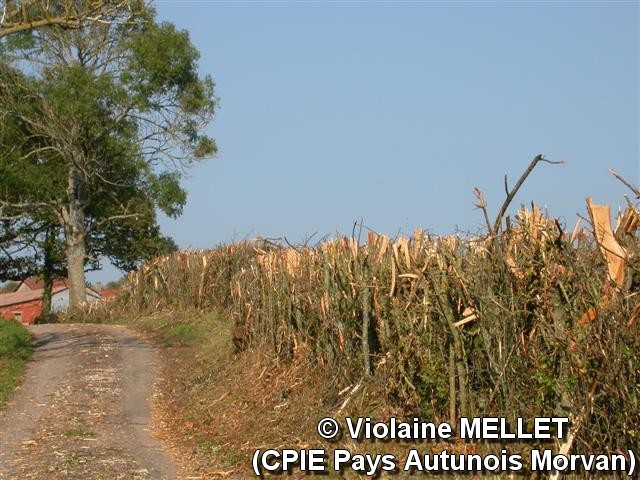 Violaine-MELLET_CPIE-Pays-Autunois_DSCN2696.jpg