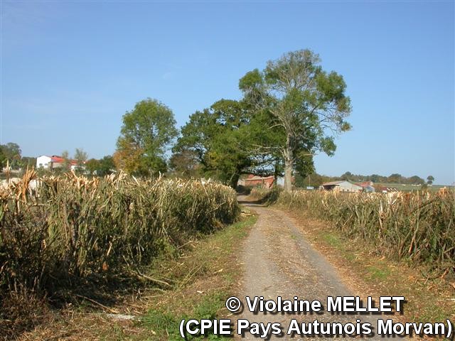 Violaine-MELLET_CPIE-Pays-Autunois_DSCN2697.jpg