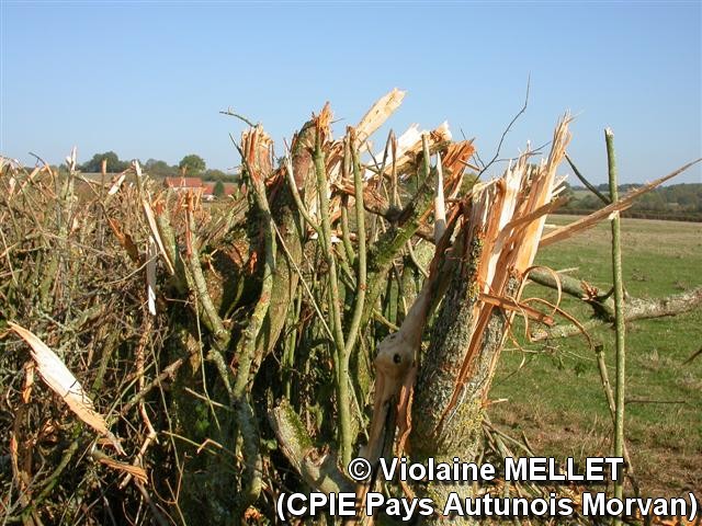 Violaine-MELLET_CPIE-Pays-Autunois_DSCN2698.JPG