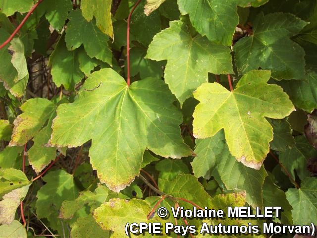 Violaine-MELLET_CPIE-Pays-Autunois_Erable sycomore.jpg
