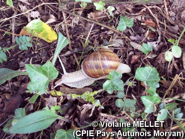 Violaine-MELLET_CPIE-Pays-Autunois_Escargot_4.jpg