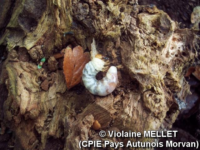 Violaine-MELLET_CPIE-Pays-Autunois_Larve_6.jpg
