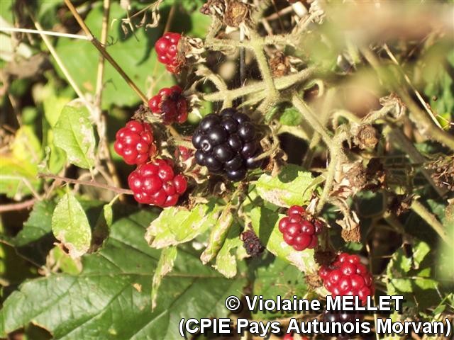 Violaine-MELLET_CPIE-Pays-Autunois_Mures_2.jpg