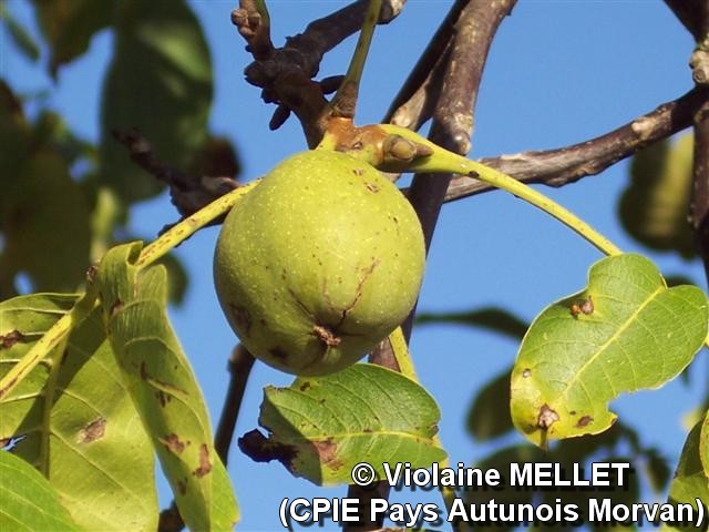 Violaine-MELLET_CPIE-Pays-Autunois_noix.JPG