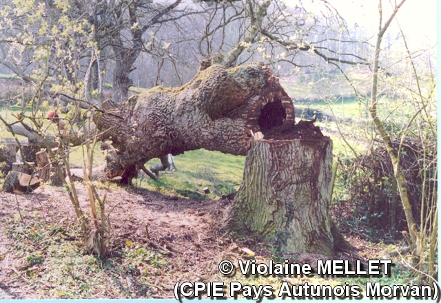 Violaine-MELLET_CPIE-Pays-Autunois_chêne bouchure creux.JPG