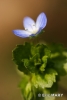 Flore
